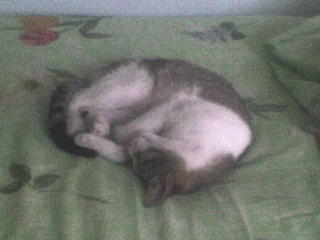 MoN ChaT